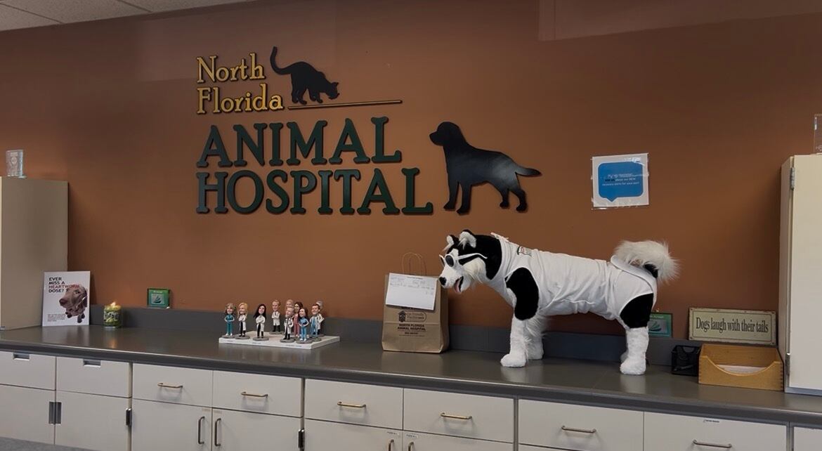 Tallahassee Faces Extended Tick Season Into Fall, Experts Advise Prevention