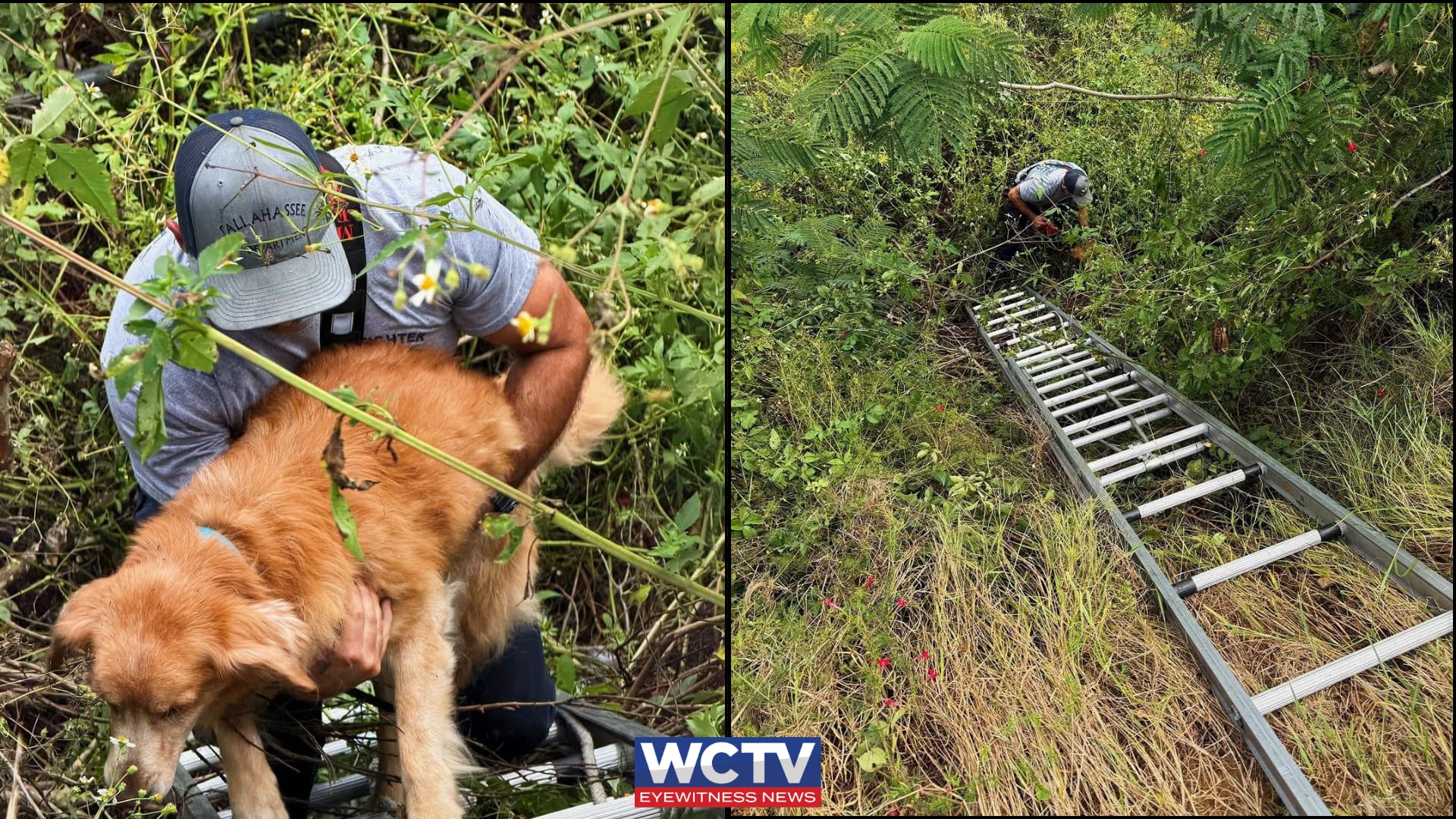 Tallahassee Firefighters Rescue Elderly Golden Retriever From Deep Ditch After Hurricane Isaias