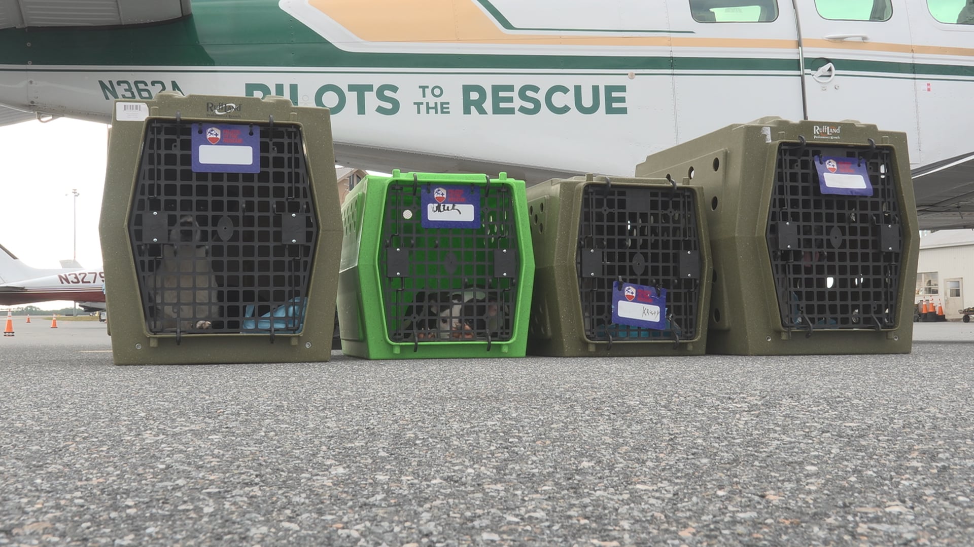 Pilots to the Rescue Flies Four Shelter Dogs From Georgia to Tallahassee