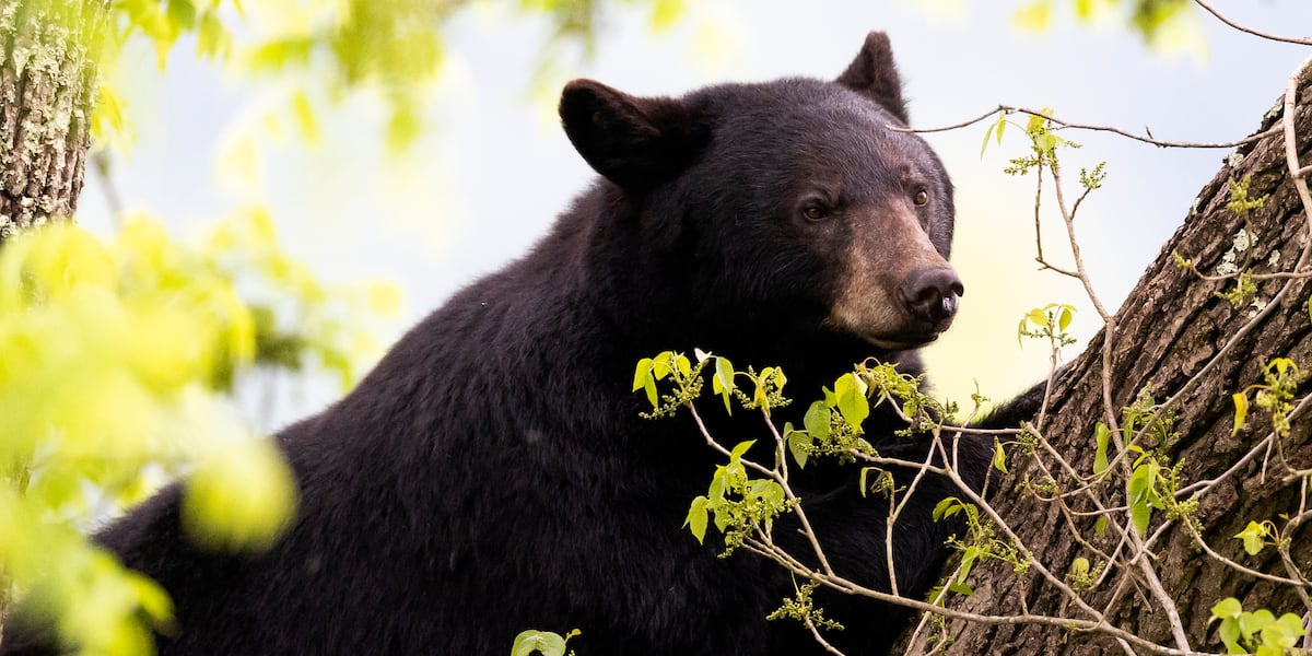 Florida wildlife officials to vote Wednesday on possibly resuming black bear hunt