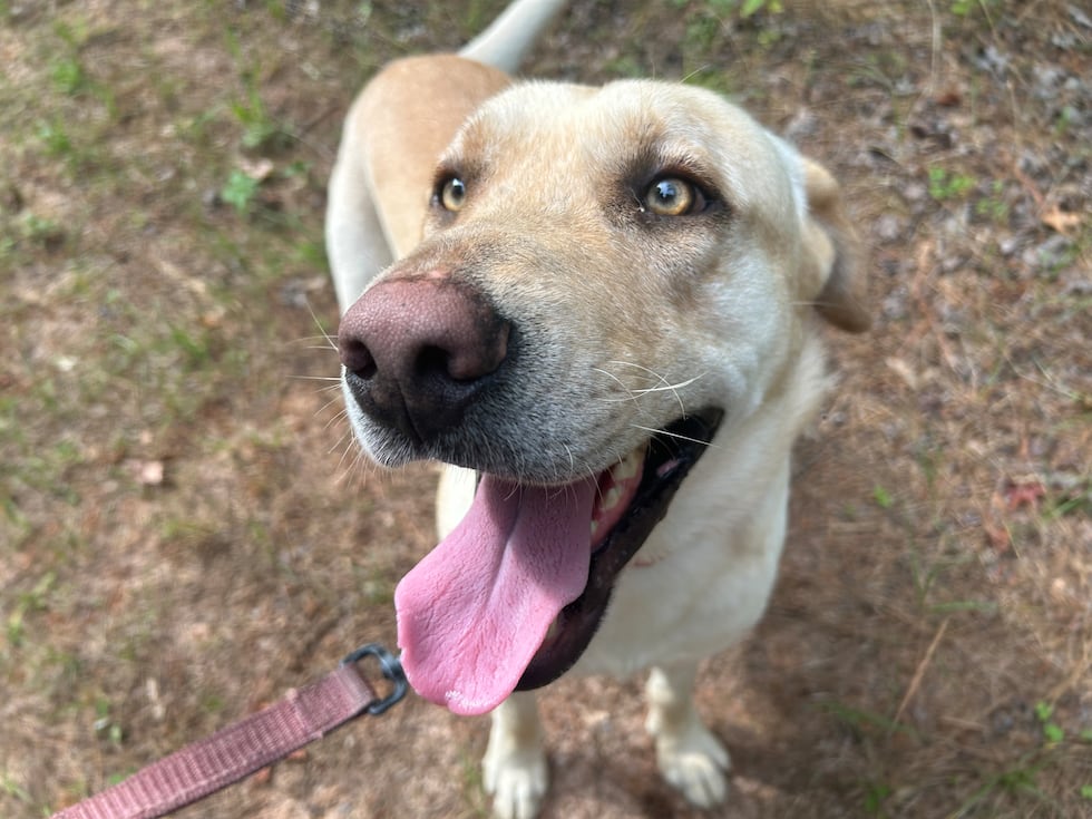 This is Scoob. Yup. Scooby without the Y! He can't wait to go on adventures with you!