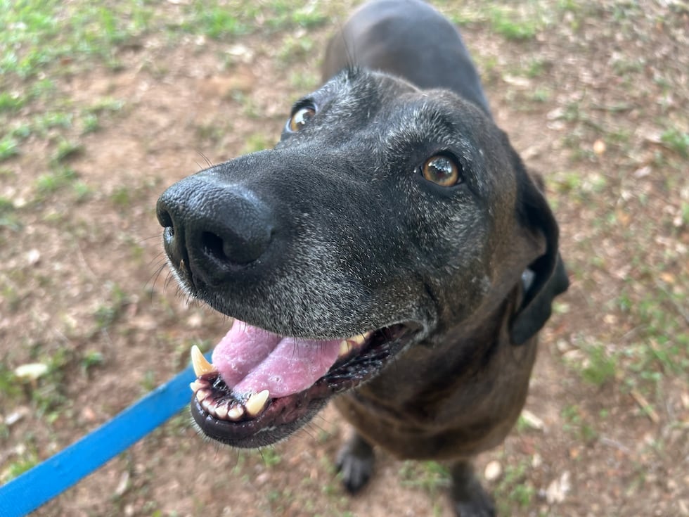Kammi has lots of walks and lots of love to give!