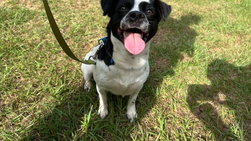 Khaleesi is all smiles as she waits for her forever family at the shelter!