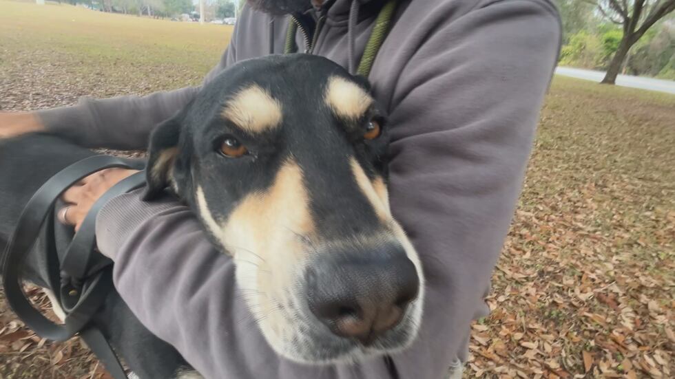 Roxie is easy going and affectionate and loves to snuggle up!