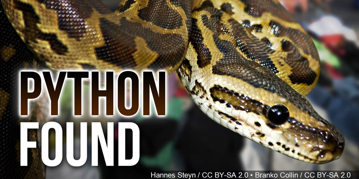 Dominican Python's Trapper captures record-setting python in Everglades