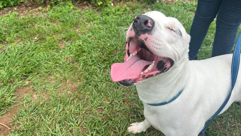 Lots of loveable goofballs up for adoption at the Tallahassee Animal Services Center