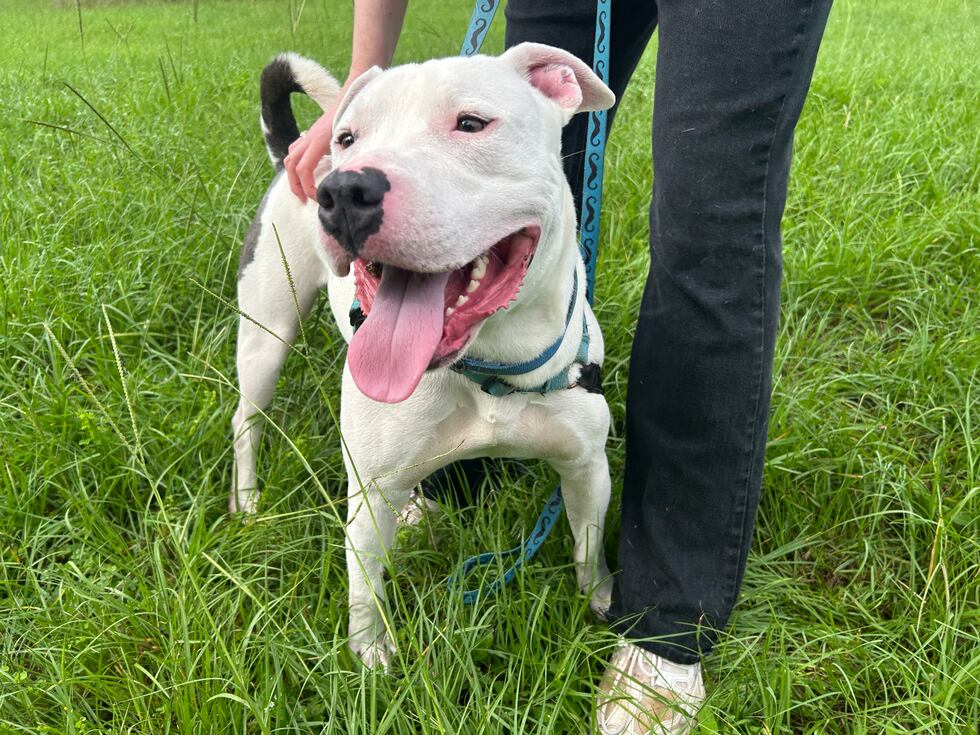 Tobias is a goofy boy who loves to play around!