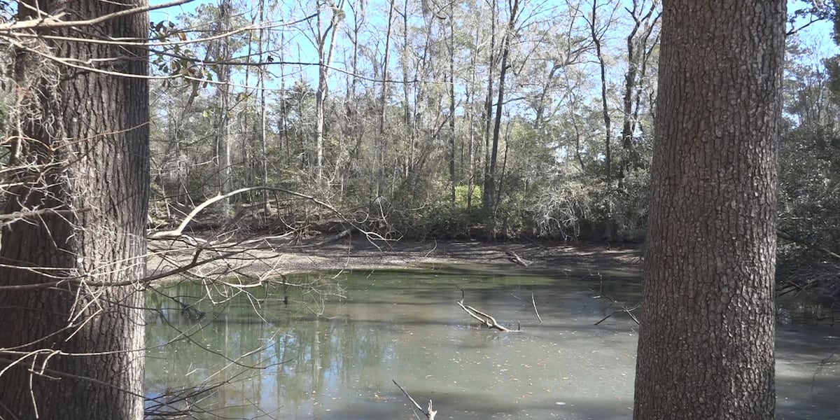 Tallahassee environmental group calls for greater airborne testing of harmful algae blooms Tallahassee environmental group calls for greater airborne testing of harmful algae blooms