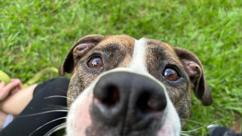Furry Friday: These adorable ‘June bugs’ can’t wait to meet their new families
