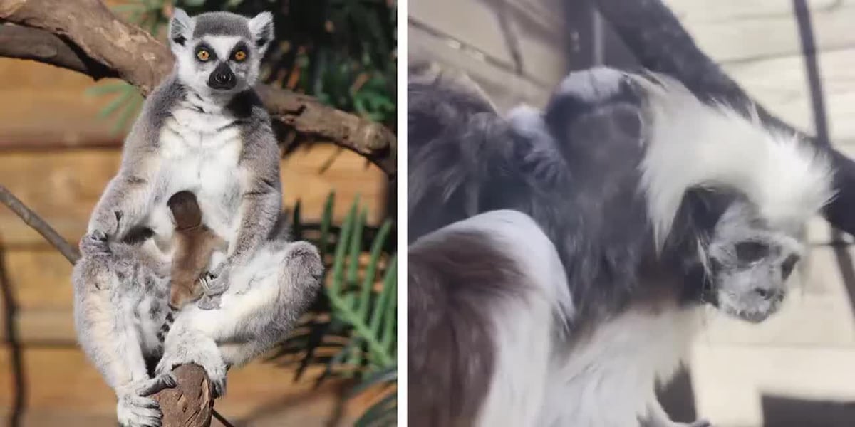 North Florida Wildlife Center welcomes the birth of two primates