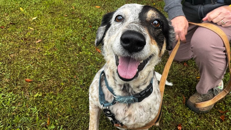 You can't help but smile, and maybe find a new best friend, when you see our latest batch of...