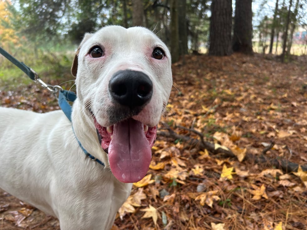 Snow has been waiting more than a year for a fur-ever family. He's excited to find one in 2026!