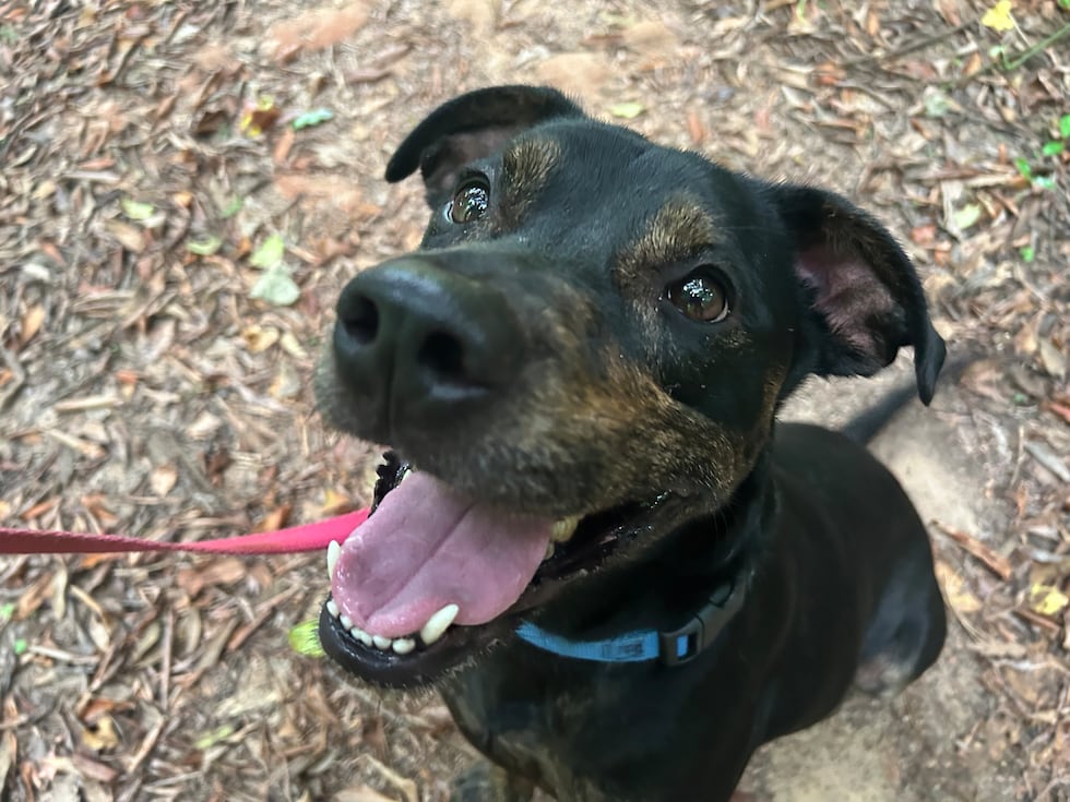 Ty Prater is the most popular guy on the block! He can't wait to go for a walk and make...