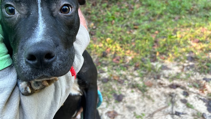 Find your perfect 'pupkin' during this Spooky Season.