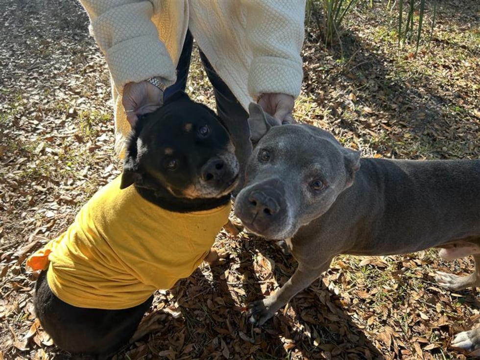 Shadow and Clooney are the best of buds.