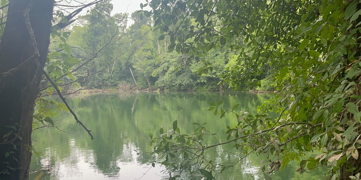 Close-up tour of Florida forests reveals Tallahassee’s natural protection from hurricanes