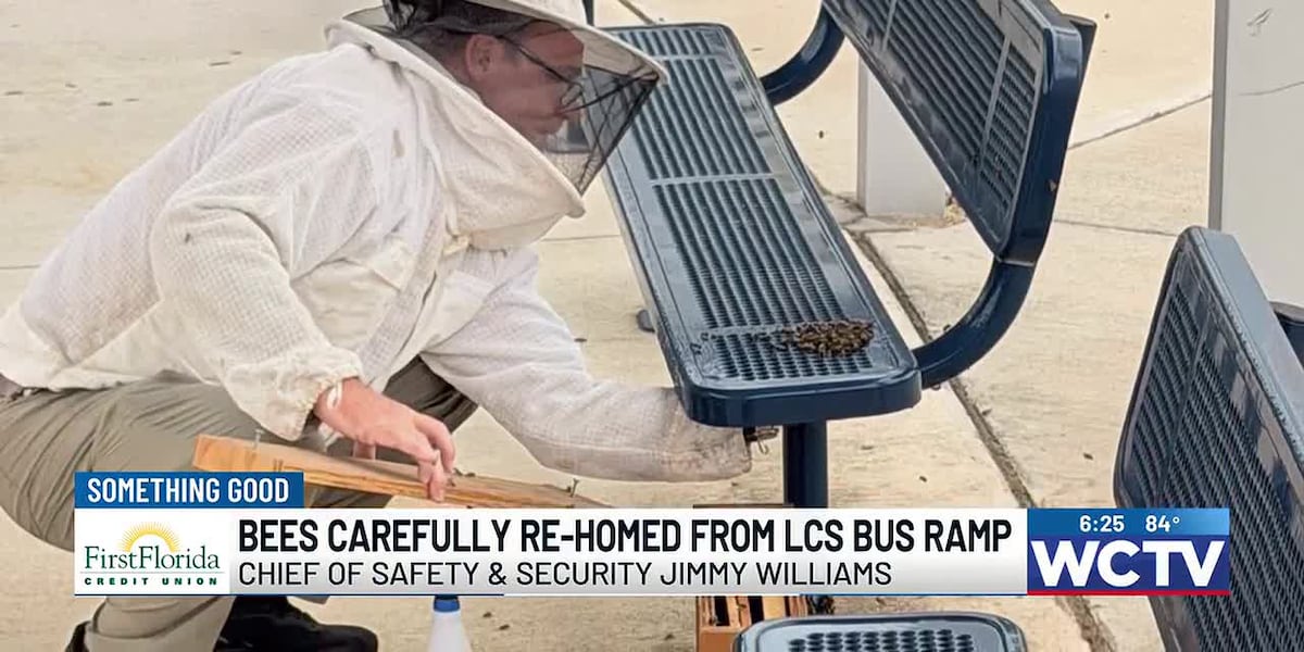 Lcs Side Ramp Something Good: Bees carefully re-homed from LCS bus ramp