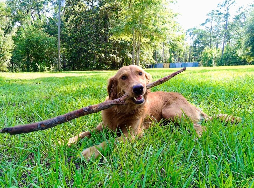 ‘She was really lucky’: Golden retriever recovering after near-fatal rattlesnake bite