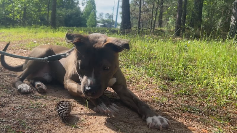 Kimchi is a friendly fellow who smiles for the camera and loves to play!