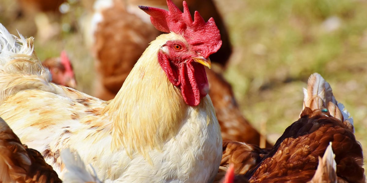 Georgia officials say rapid response to bird flu case prevented spread